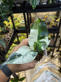 Alocasia Regal Shield Albo