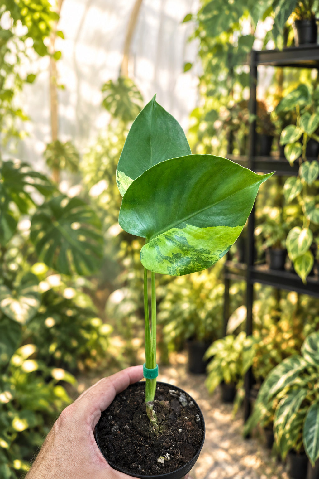 Monstera Aurea 4”