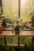 Variegated Ivy 6”