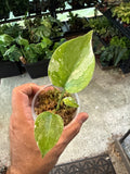 Monstera Golden Sands