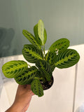 Maranta Lemon Lime 4”