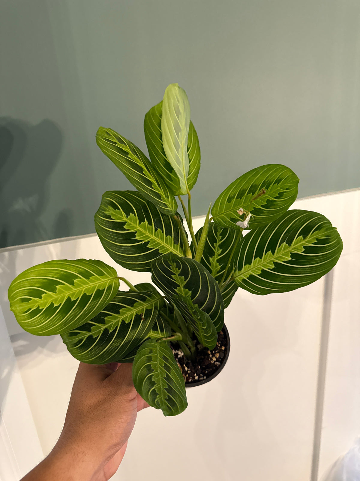 Maranta Lemon Lime 4”