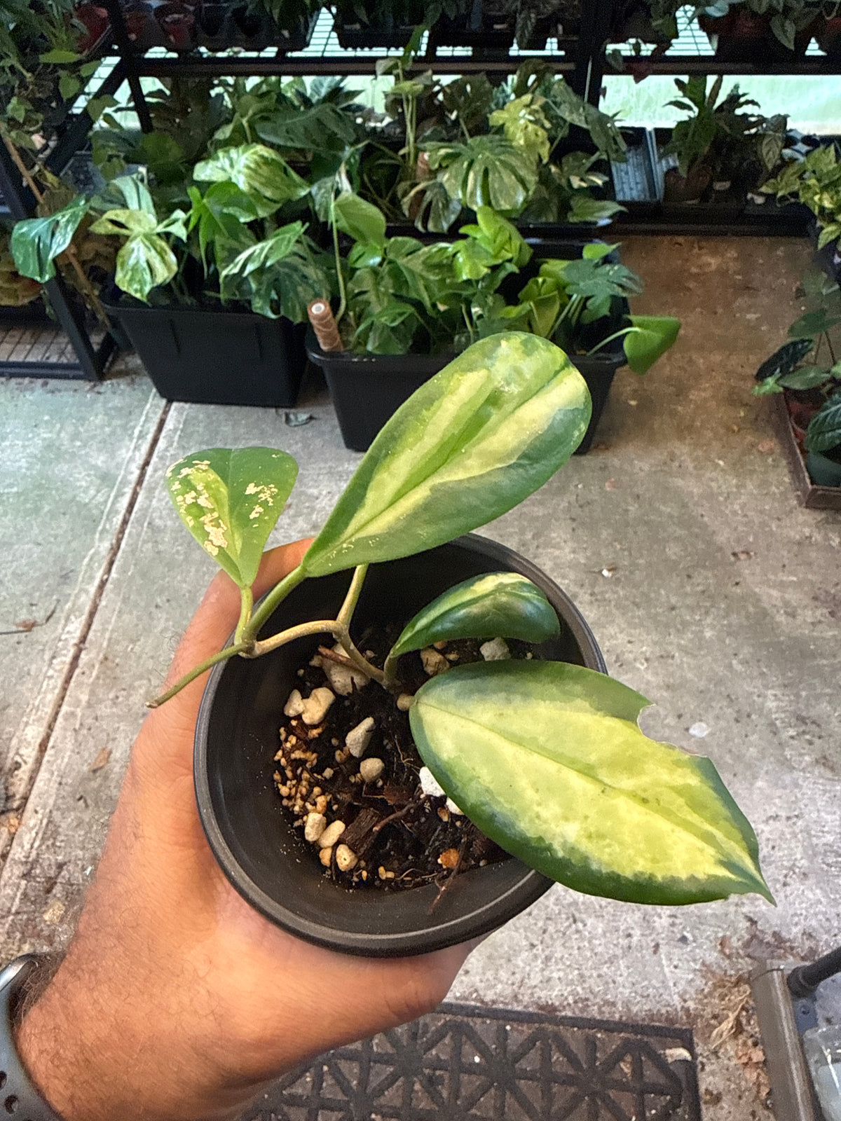 Hoya Incrassata Albo 4”
