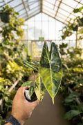 Alocasia Longiloba 'Suhirmaniana' Aurea