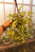 Philodendron Silver Stripe 6"