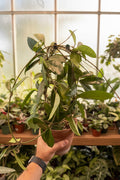 Hoya Pubicalyx Splash Mother