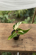 Epipremnum Mutant Manjula 3”