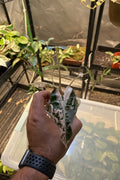 Alocasia Pink Bambino 3”