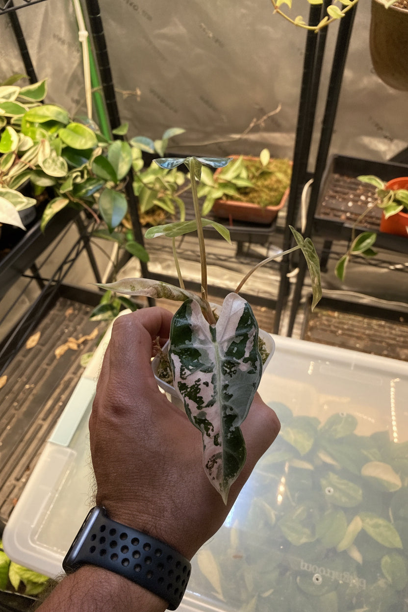Alocasia Pink Bambino 3”