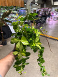 Hoya Australis Lisa 8” HB Mother