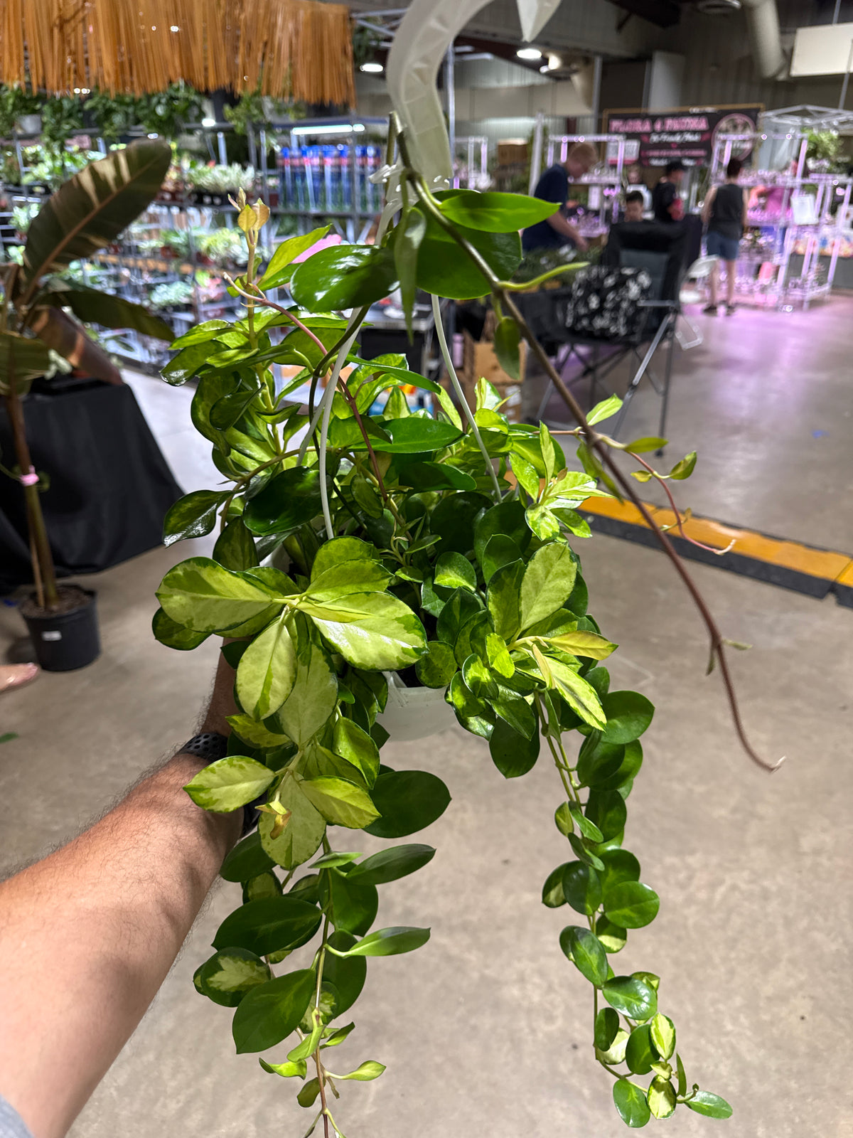 Hoya Australis Lisa 8” HB Mother