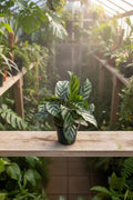Calathea Freddie 4"
