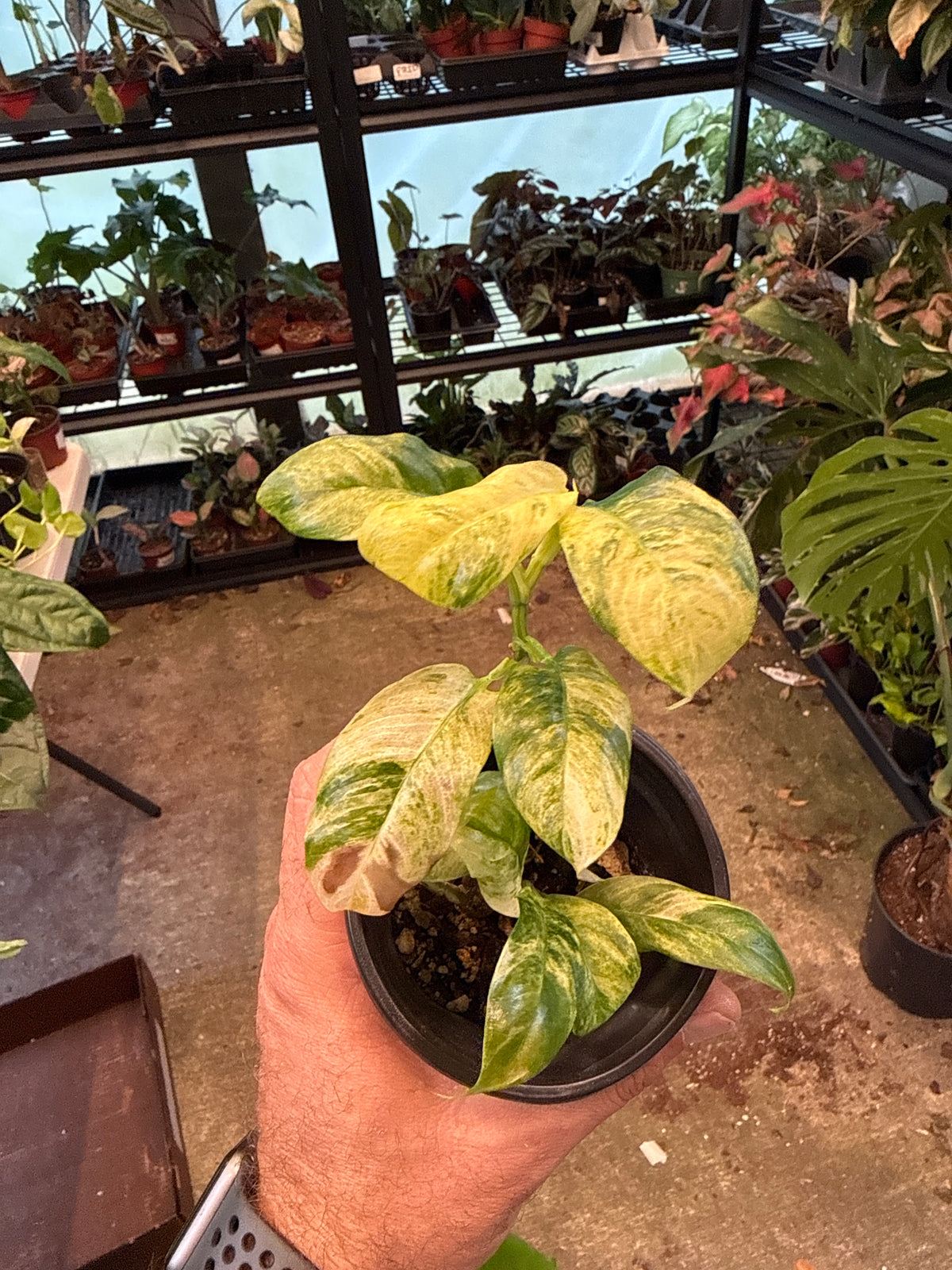 Rhaphidaphora Puberla Variegated 4"