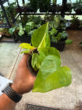 Epipremnum Champs Elysees 4”