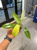 Philodendron FL Ghost Mint 4”