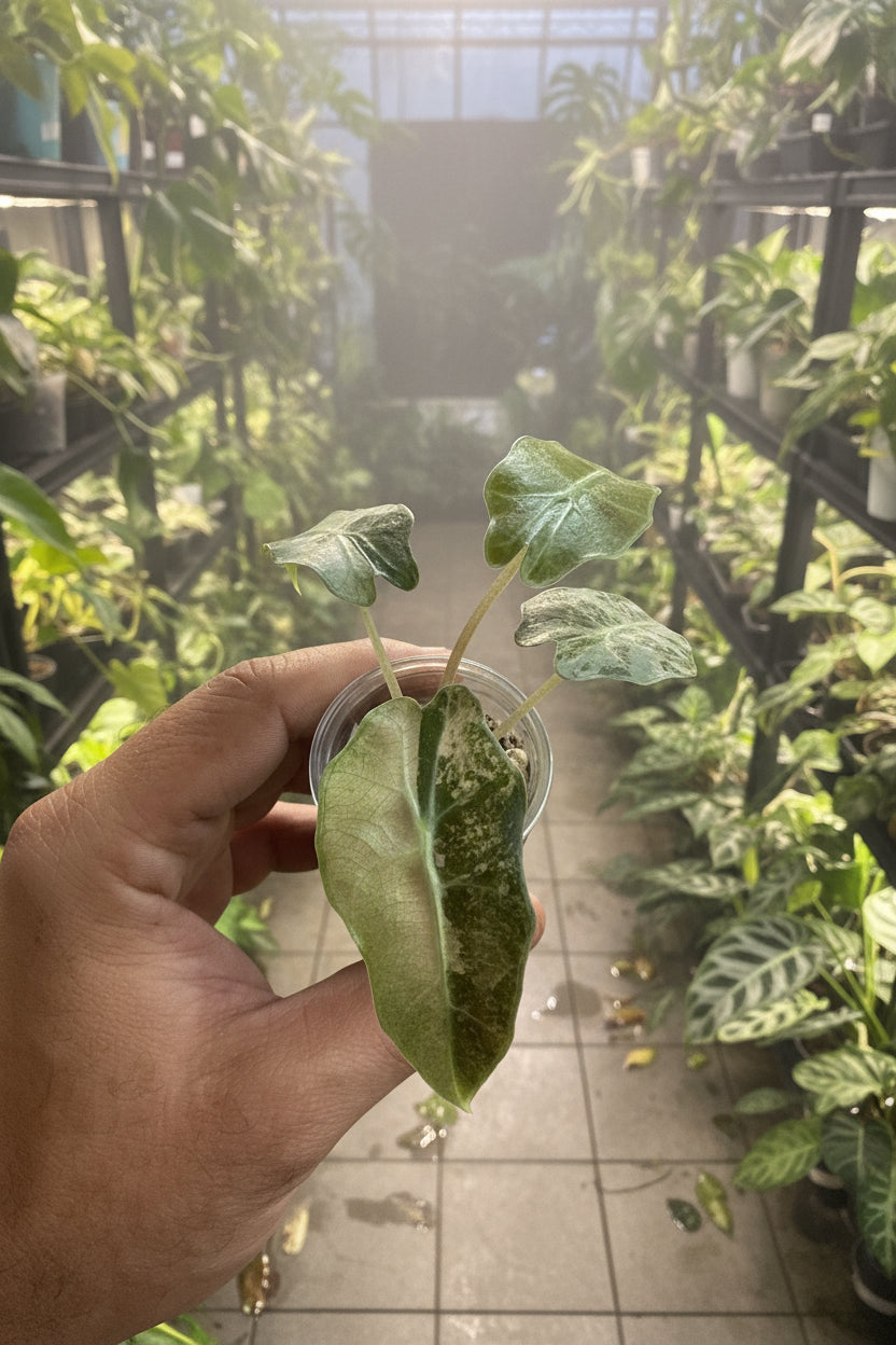 Alocasia Sanderiana Bull Pink 2”