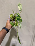 Philodendron Emerald King Marble