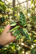 Philodendron Billietiae Variegated 3”