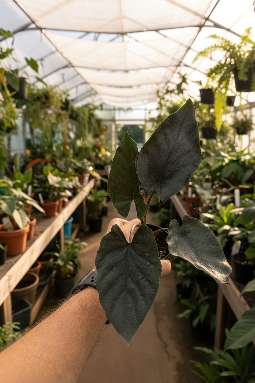 Alocasia Antoro Velvet