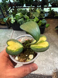 Hoya Kerrii Variegated 3”
