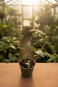 Peperomia Stilt 4"