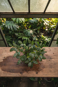 Pilea Aluminum 4”
