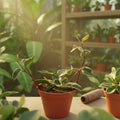 Hoya Carnosa Albo 6" HB