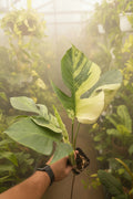 Monstera Jungle Mint