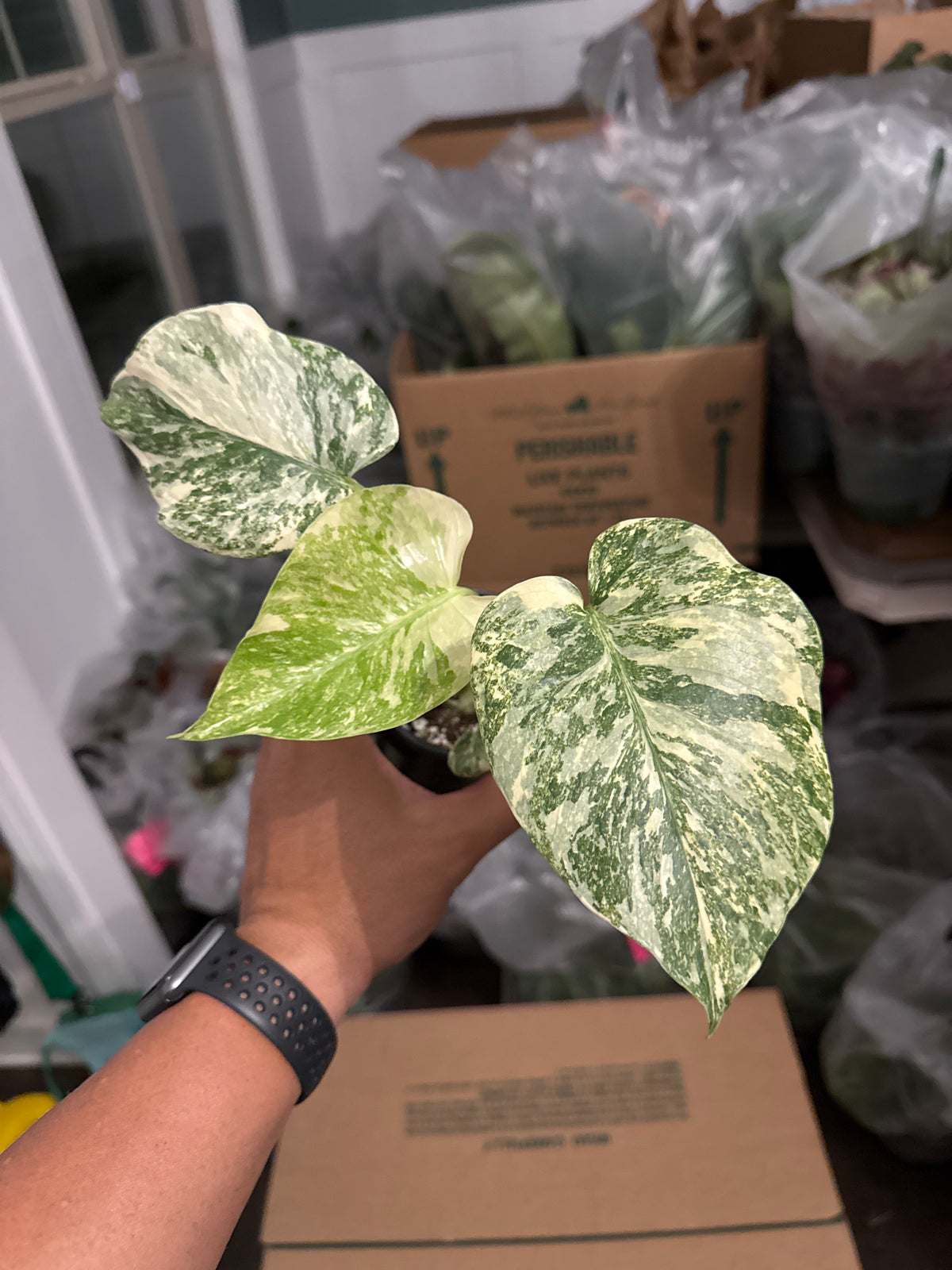 Monstera Creme Brulee 4”