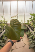 Philodendron Lynmanii