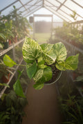 Epipremnum Marble Queen Pothos 6"