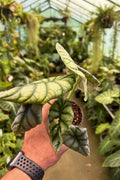 Alocasia Silver Dragon Albo 4"