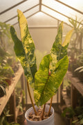 Philodendron Billietiae Variegated XL