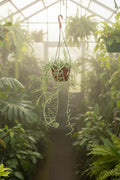 String of Hooks (Senecio radicans)