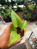 Epipremnum Jessenia Pothos 3”