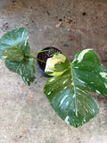 Monstera Miracle Tricolor