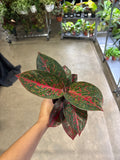 Agleonema Red Stardust 4”