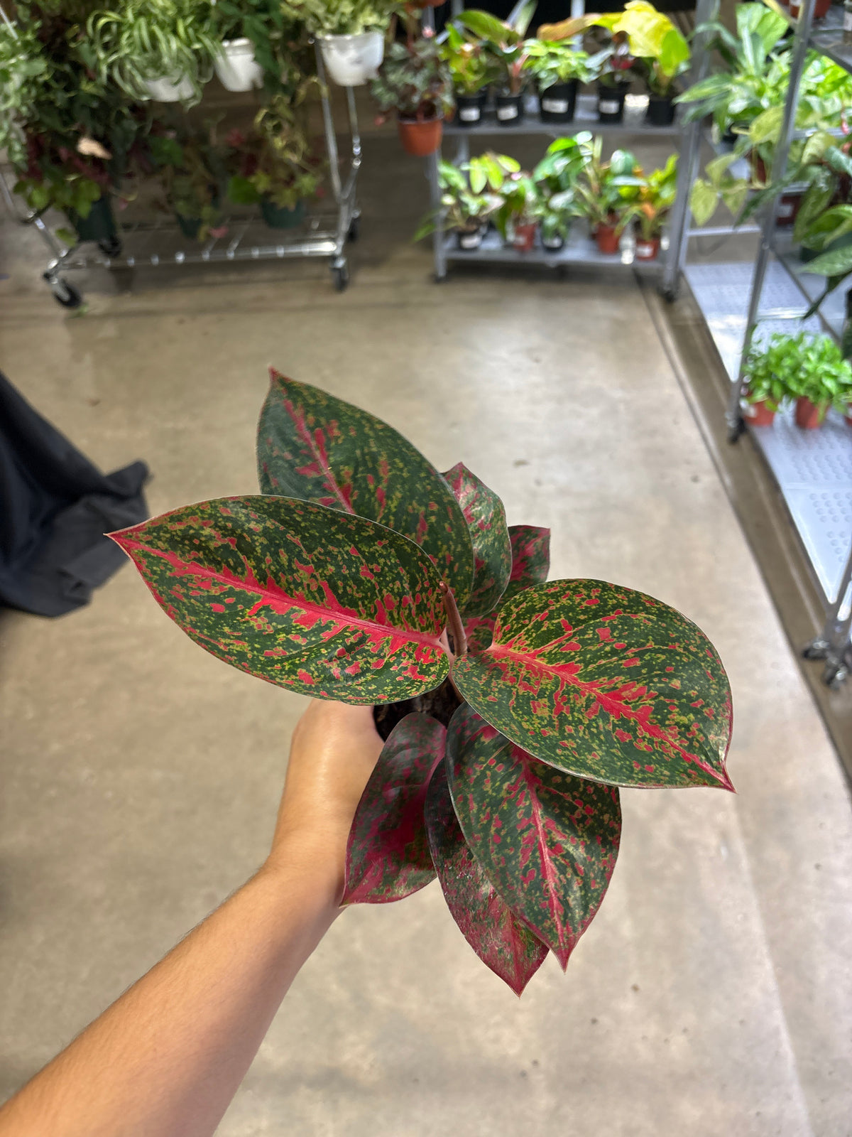 Agleonema Red Stardust 4”