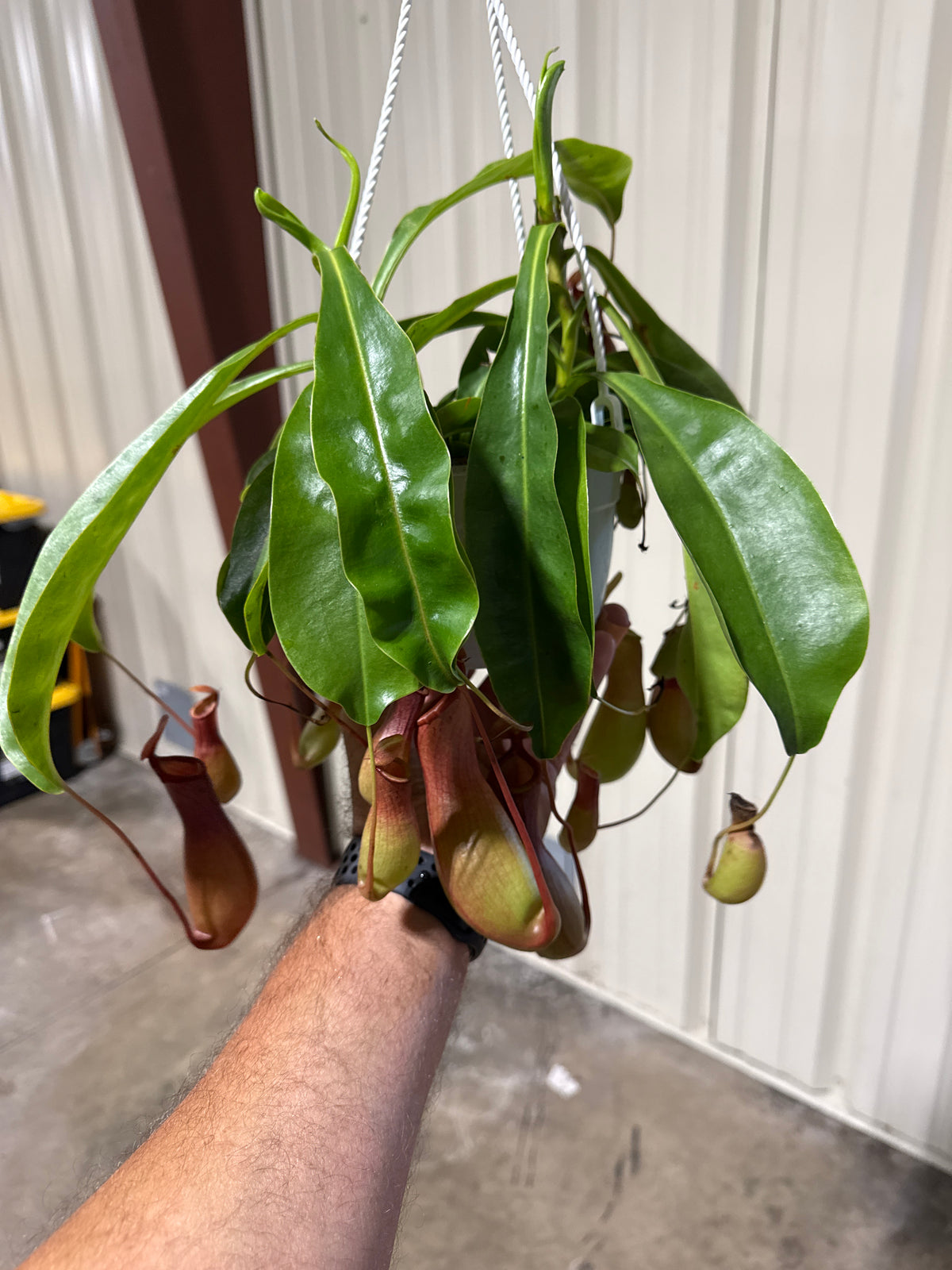Nepenthes Alata Pitcher 6” HB