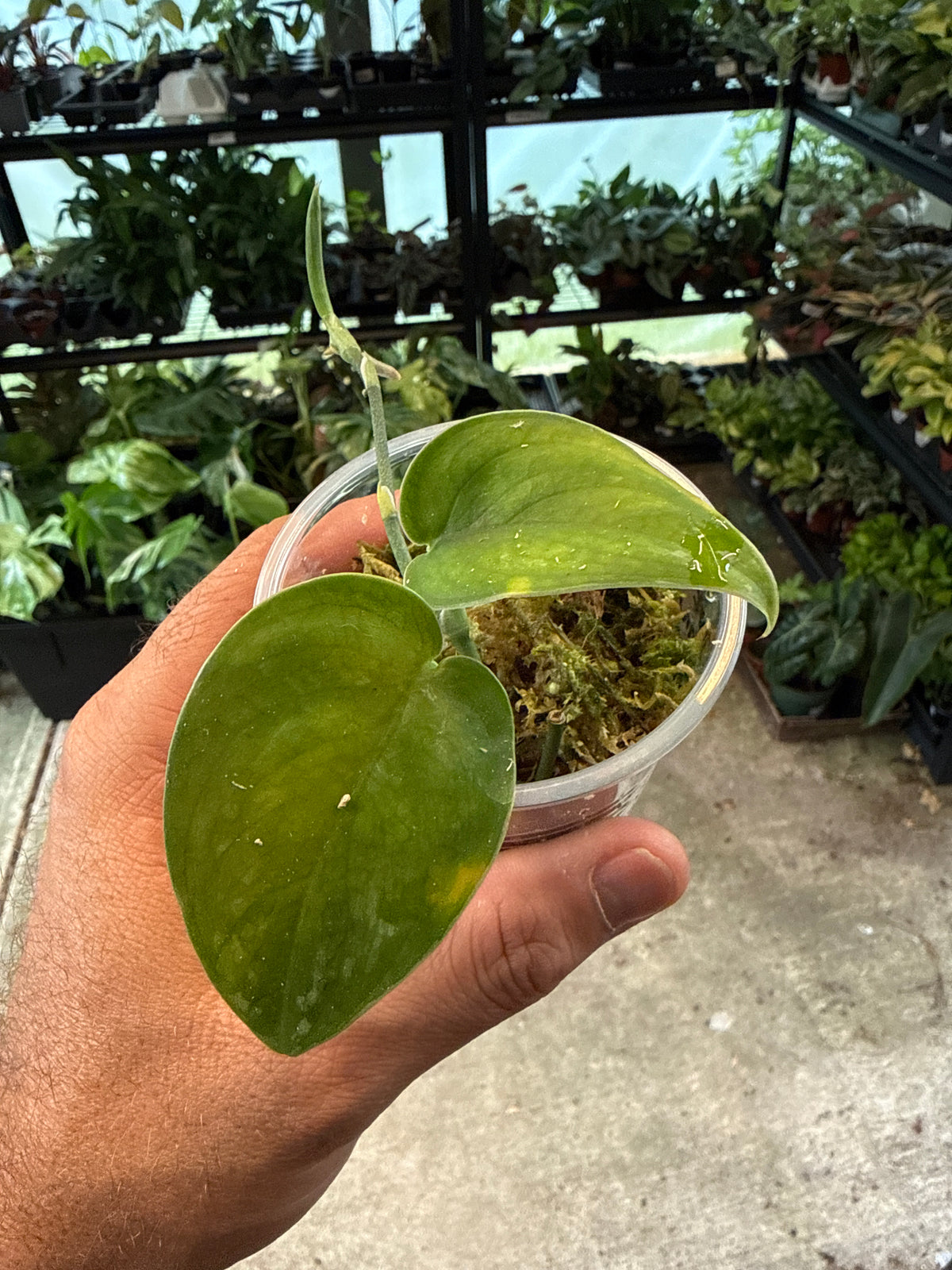 Scindapsus Dark Princess