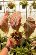 Begonia Brevirimosa