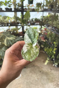 Scindapsus White Crystal