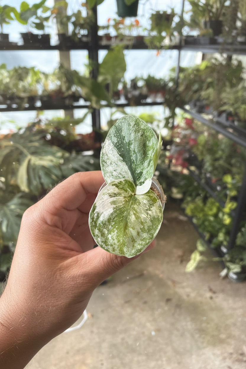 Scindapsus White Crystal