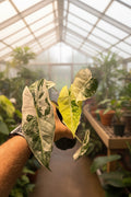 Alocasia Frydek Albo Variegated