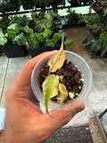 Philodendron Pink Mint Micans 3”