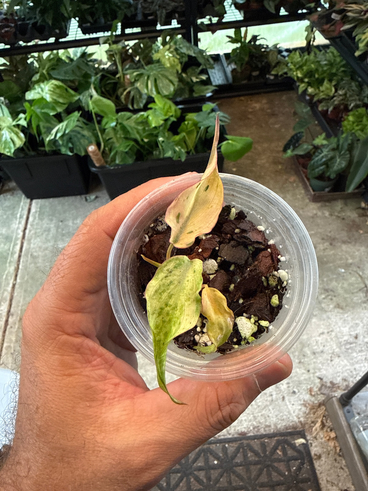 Philodendron Pink Mint Micans 3”