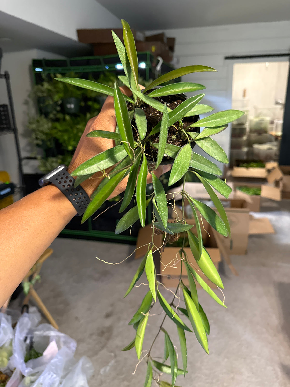 Hoya Wayetti Black Margin 4"