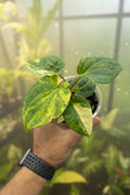 Anthurium Ree Pap x RVDP Variegated