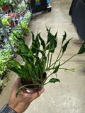 Epipremnum Shangri La 4”