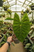 Alocasia ‘Pink Dragon’ 6”
